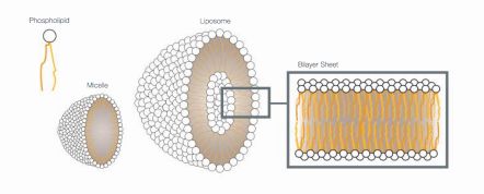 What is a Cosmeceutical?
